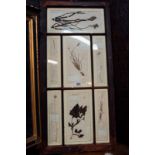 Rare set of framed early 19th. C.