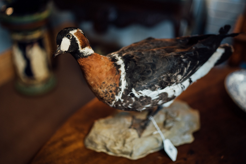 Taxidermy Duck on wooden plinth.