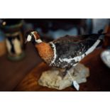 Taxidermy Duck on wooden plinth.