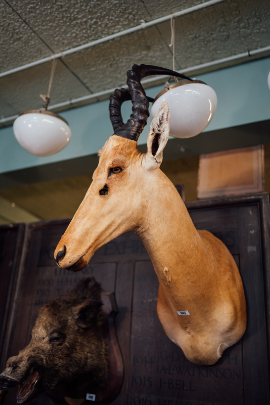 Taxidermy wild hartebeest's head