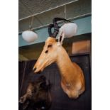 Taxidermy wild hartebeest's head