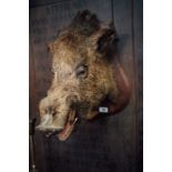 Taxidermy boar's head mounted on an oak plaque.