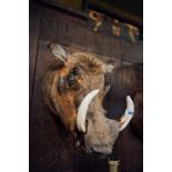 Taxidermy water hog's head.