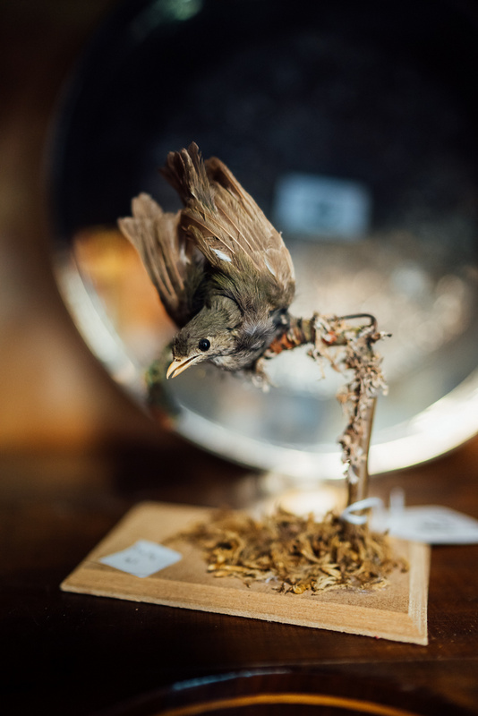 Taxidermy wren mounted on a branch.