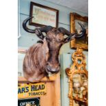 Taxidermy Water Buffalo head.