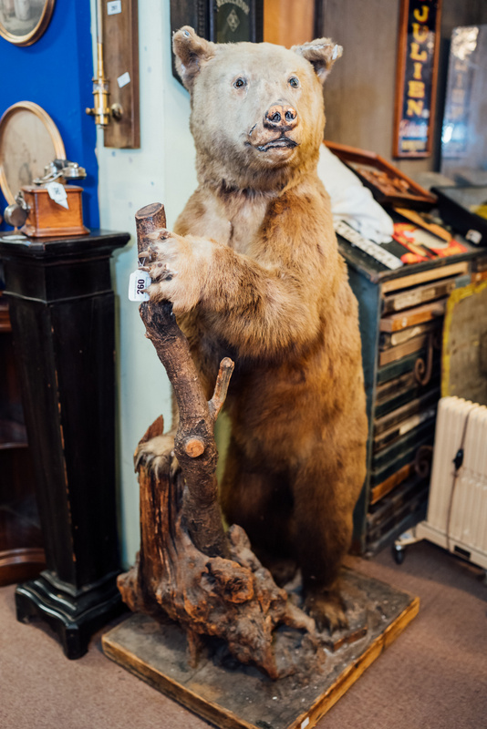 19th C. taxidermy bear mounted on wooden plinth {158 cm H}.