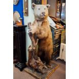 19th C. taxidermy bear mounted on wooden plinth {158 cm H}.