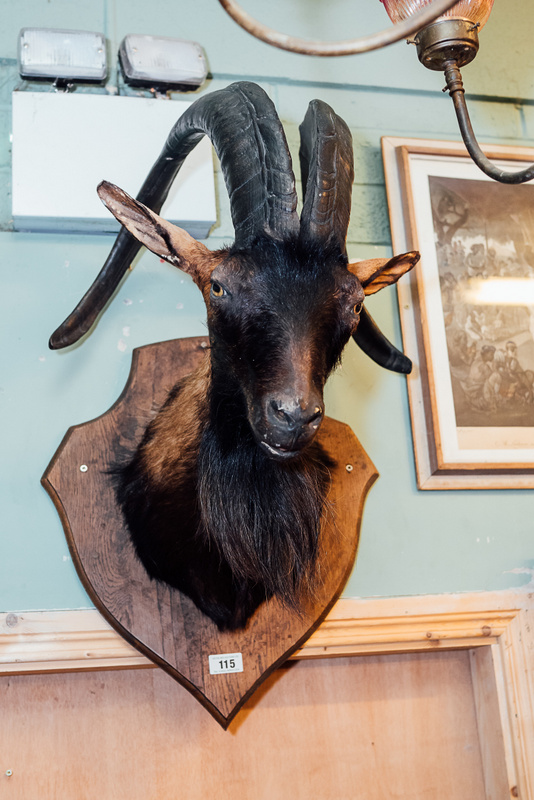 Taxidermy mountain goat mounted on oak shield.