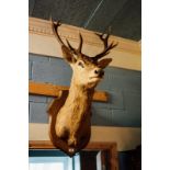 Exceptional quality taxidermy Stags head mounted on oak plaque.