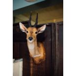 Taxidermy Klipspringer's head.