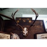 Deer antlers and skull mounted on an oak plaque.