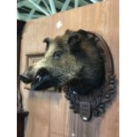 Taxidermy wild boar head on carved plaque 23" W x 32" H