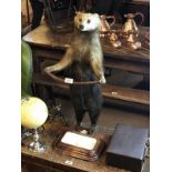 Early 20th C. taxidermy badger in the form of a stick stand.