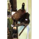 Taxidermy pheasant mounted on a wooden bough.