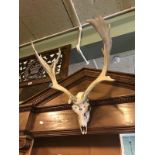 Stag skull and antlers.