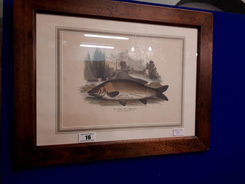 Framed coloured print - The Common Carp. (57 cm l x 44 cm h)