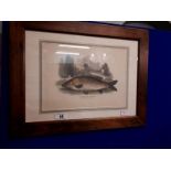 Framed coloured print - The Common Carp. (57 cm l x 44 cm h)