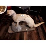 Taxidermy otter. (96 cm l x 48 cm h).