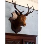 Taxidermy deer head mounted on plaque.