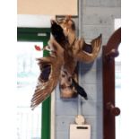 Taxidermy Duck on wooden plinth.