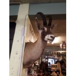 Taxidermy Sable Antelope Head.