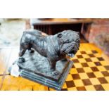 Bronze model of a bull dog mounted on a marble base. { 23cm H X 26cm W X 19cm D }.