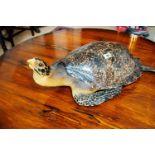 Hand carved wooden model of a tortoise. { 25cm H X 76cm W X 49cm D }.