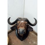 Large 19th. C. taxidermy water buffalo head mounted on a wooden plaque { 70cm H X 91cm W X 76cm D }.