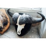 Water buffalo skull and horns. { 63cm H X 100 cm W X 38 cm D }.
