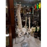 Two doctor's medical models of the spine on stand {55cm H & 79 cm H}.
