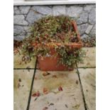 Square terracotta planter. { 51cm H X 50cm W }.