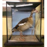 TAXIDERMIC EGYPTIAN GOOSE IN GLAZED CASE (BIRD IS IN VERY GOOD CONDITION) 55CM X 61CM X 33CM APPROX