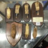 POST WWII ANIMAL HOOF/CLAW HUNTING TROPHIES MOUNTED ON WOODEN SHIELD PLAQUES