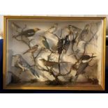 CASED COLLECTION OF TAXIDERMIC BIRDS ON BRANCHES INCLUDING WOODPECKERS,