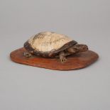 Taxidermied Turtle with Scrimshawed Shell Depciting a Harbour Lighthouse, Titled 'Whaler Turtle, Sal