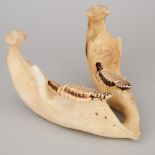 Juvenile Elephant Jawbone, early 20th century, length 13 in — 33 cm