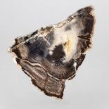 Petrified Wood Specimen, 6.5 x 8.5 x 1.75 in — 16.5 x 21.6 x 4.4 cm