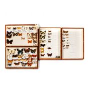 2 storage boxes of tropical butterflies. All labelled and in good condition. £30-50