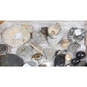 15+ Ammonite specimens etc. in matrix. Including; Cadoceras sublaeve, Arnioceras semicostatum,