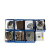 7 Trilobite specimens in matrix from the Devonian etc. Including; Elrathia kingi, Phacops rana,