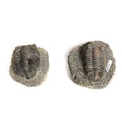 2 large Trilobite specimens in matrix from the Devonian, Morocco. One example labelled Trilobite