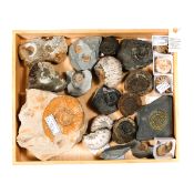 A wooden tray containing various Ammonite fossils from England, France, etc. From the Jurassic and