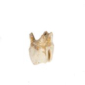 A fossil Wooly Rhinoceros tooth (Coelodonta antiquitatis). From the Pliestocene, Abingdon,