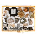 A quantity of Ammonite fossils. Plus Goniatites from Morocco. Some labelled. £30-50
