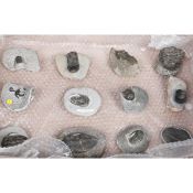 12 Trilobite specimens in matrix from the Devonian etc. Well prepared specimens including;