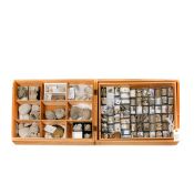 A wooden museum storage box containing two trays of fossil Molluscs from Bracklesham and Selsey,
