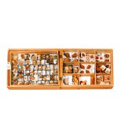 A wooden museum storage box containing two trays of fossils from the Red Crag of Suffolk.