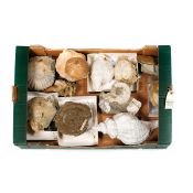 A quantity of larger miscellaneous fossils. A variety of specimens, mostly molluscs. Some