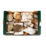 A quantity of larger miscellaneous fossils. A variety of specimens, mostly molluscs. Some