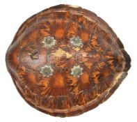 A Rajasthani shield made from a turtle shell. 48 x 44cms, fitted with 4 fluted bosses of flower-head